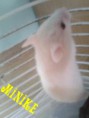 /album/kepgaleria-horcsogok/mini3-jpg/