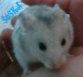 /album/kepgaleria-horcsogok/soska-jpg/