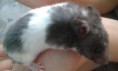 /album/kepgaleria-horcsogok1/bubi-jpg/