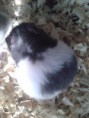 /album/kepgaleria-horcsogok1/bubi2-jpg/