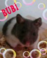 /album/kepgaleria-horcsogok1/bubi3-jpg/