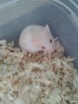 /album/kepgaleria-horcsogok1/mini-jpg1/