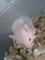 /album/kepgaleria-horcsogok1/mini2-jpg/
