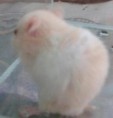 /album/kepgaleria-horcsogok1/mini4-jpg/